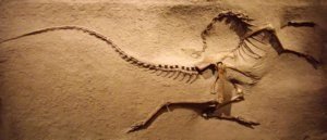 Archaeopteryx