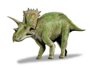 Marginocephalia dinozor
