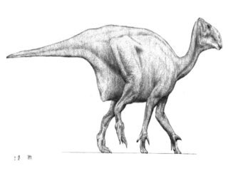 Ornithopoda dinozor