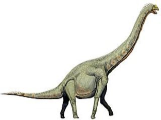 Sauropoda dinozor